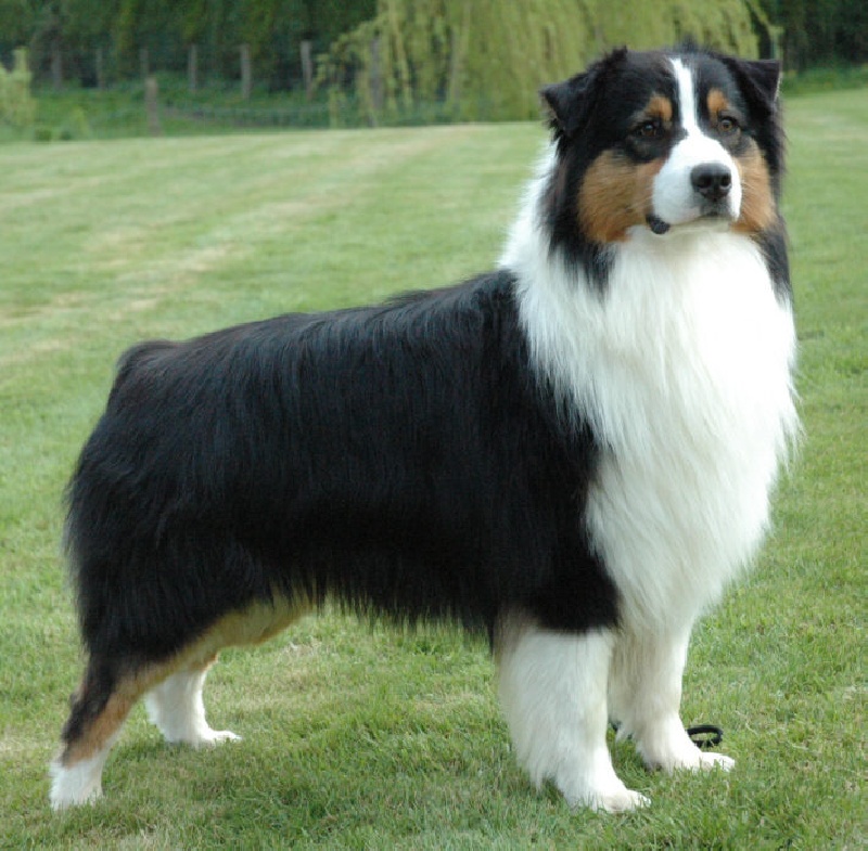 CH. V lakota tatanka du Magicien D'Oz