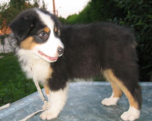 Abby rose du Magicien D'Oz
