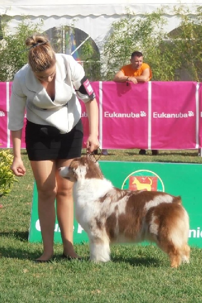 CH. Cinnamon du Magicien D'Oz