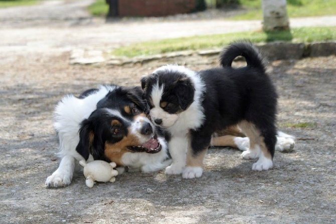 du Magicien D'Oz - Chiots disponibles le 20 mai pour compagnie 