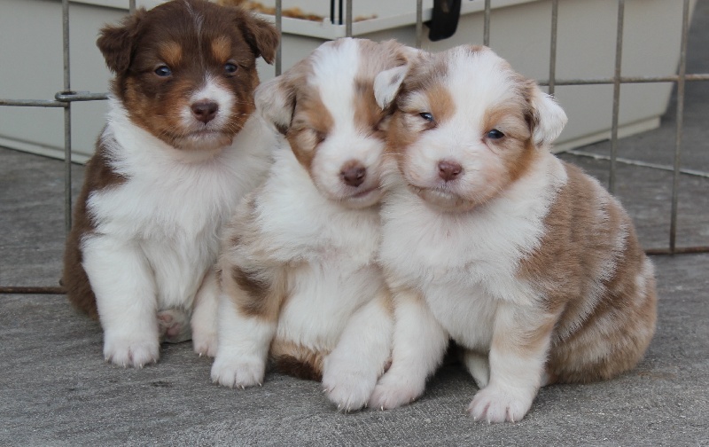 Chiots de Creamy et Red à 4 semaines