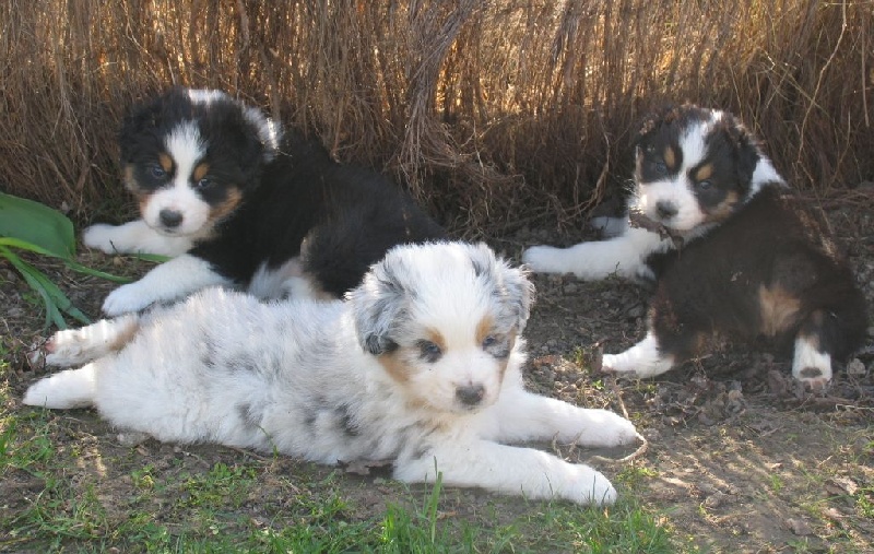chiots Baby et Edeal - 15 mars 2011