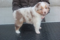 CHIOT
